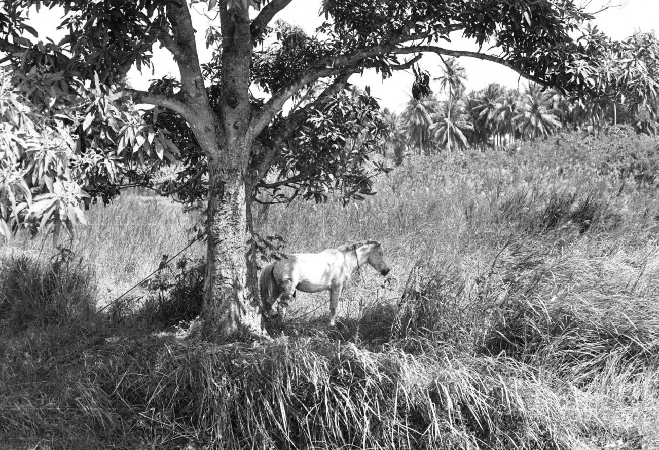 BD/133/1017 - 
Een paard onder een boom tussen het hoge gras
