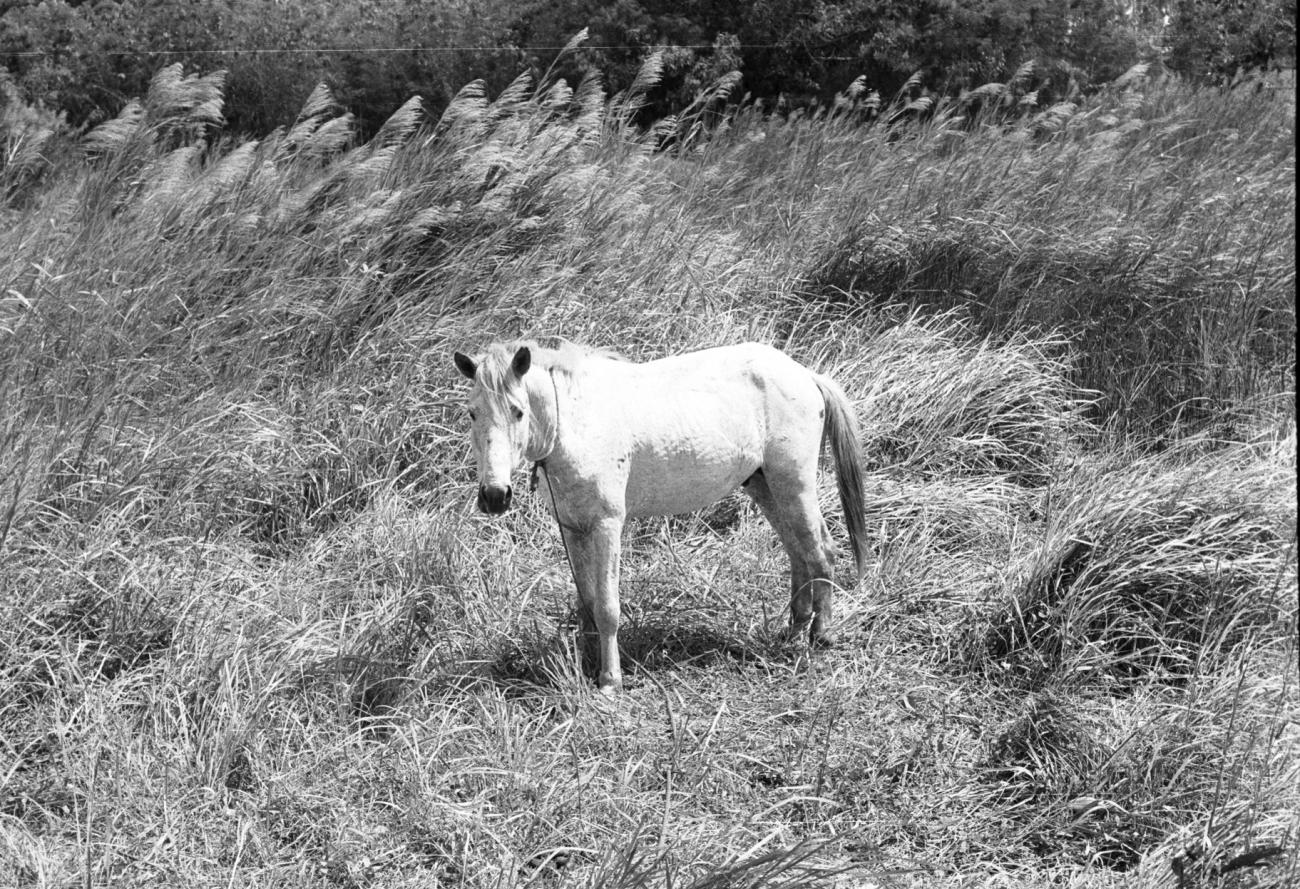 BD/133/1018 - 
Een paard tussen het hoge gras
