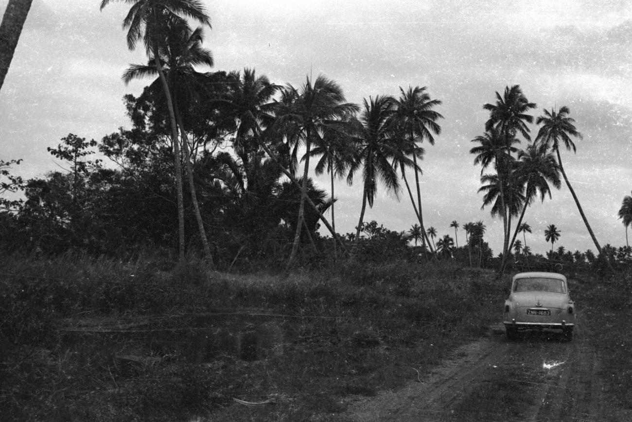 BD/133/1126 - 
Auto geparkeerd bij meertje tussen de palmbomen
