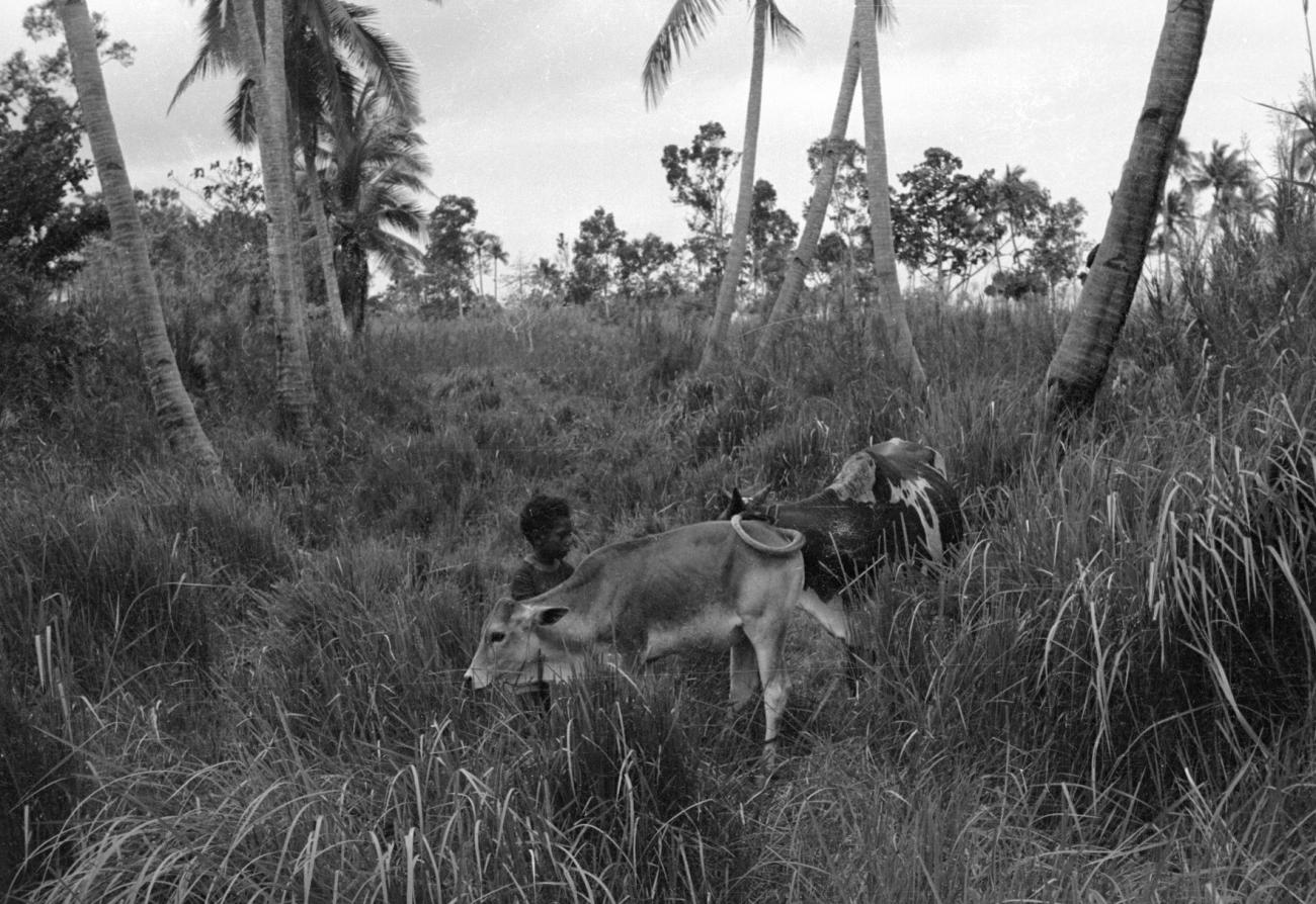 BD/133/1130 - 
Papoea-jongen met koe en kalf tussen palmbomen en hoog gras

