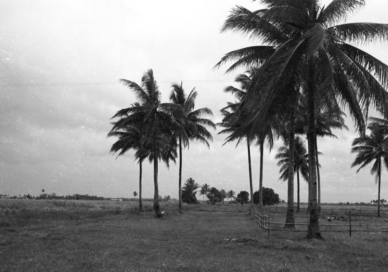 BD/133/1133 - 
Open landschap met palmbomen en veekraal
