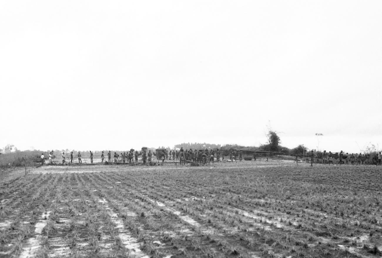 BD/133/1144 - 
Papoea&#039;s aan het werk naast een rijstveld
