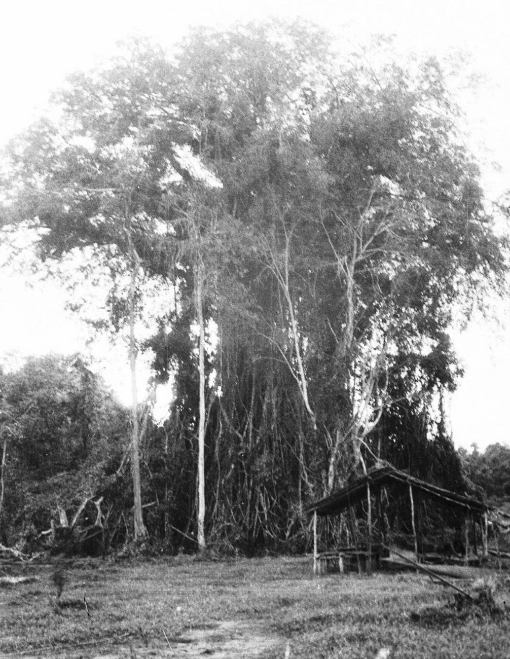 BD/133/244 - 
Hut voor een enorme boom
