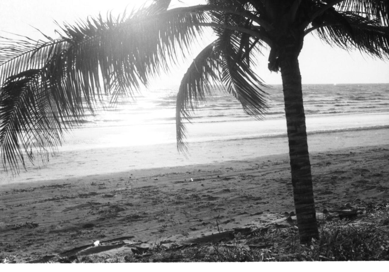 BD/133/34 - 
Palmboom aan het strand bij avond
