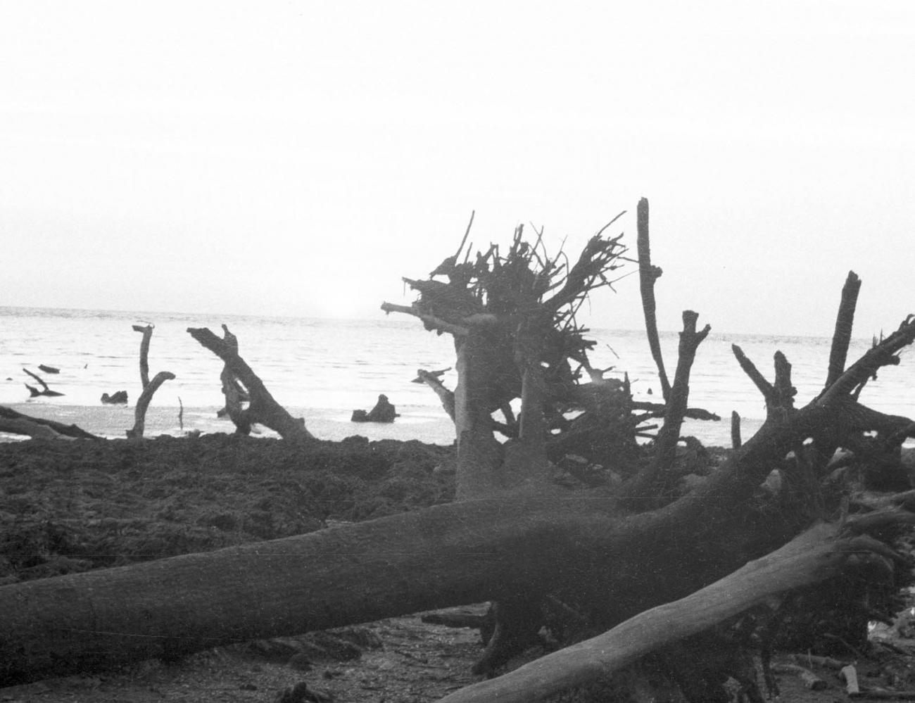 BD/133/375 - 
Aangespoeld hout van ontwortelde bomen aan het strand
