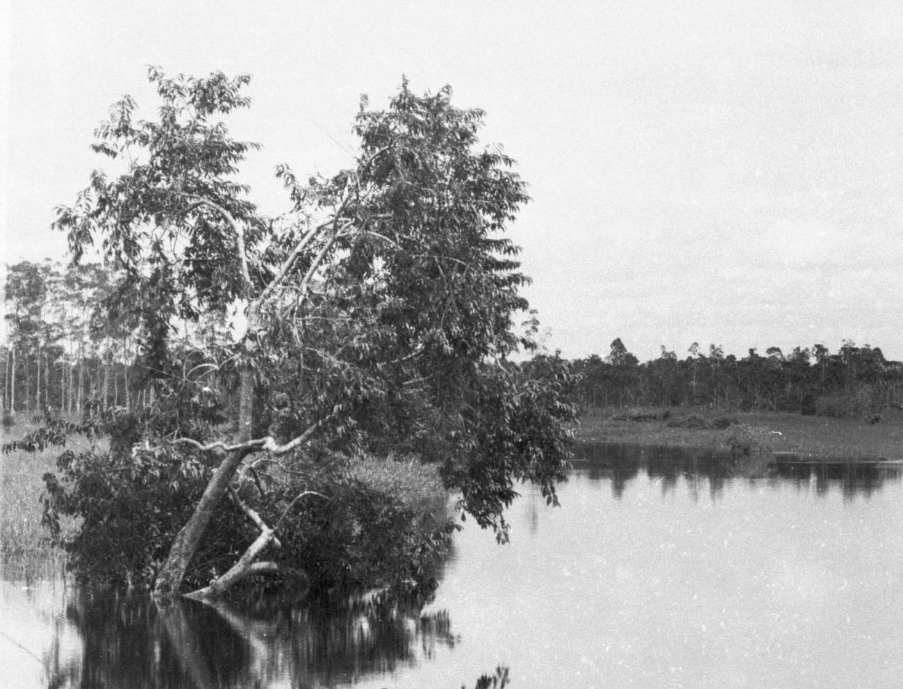 BD/133/420 - 
Tocht Merauke-Kepi-Cookrivier vv: Landschapsopname van de rivier
