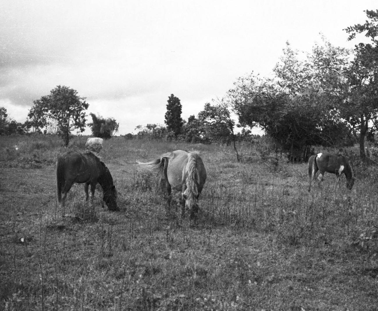BD/133/474 - 
Grazende paarden in het veld
