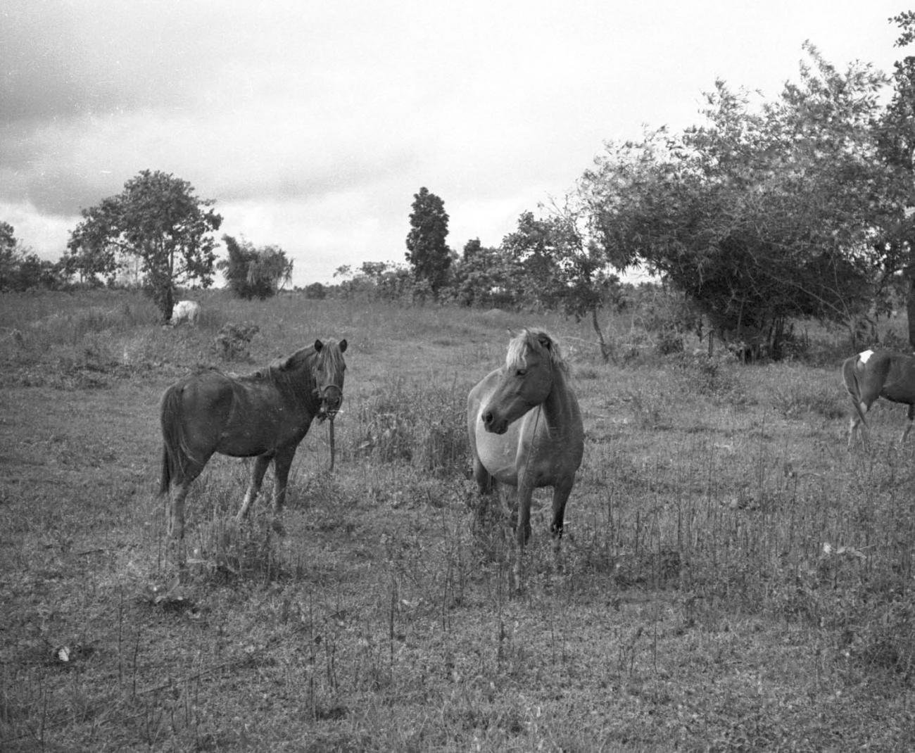 BD/133/475 - 
Paarden in het veld
