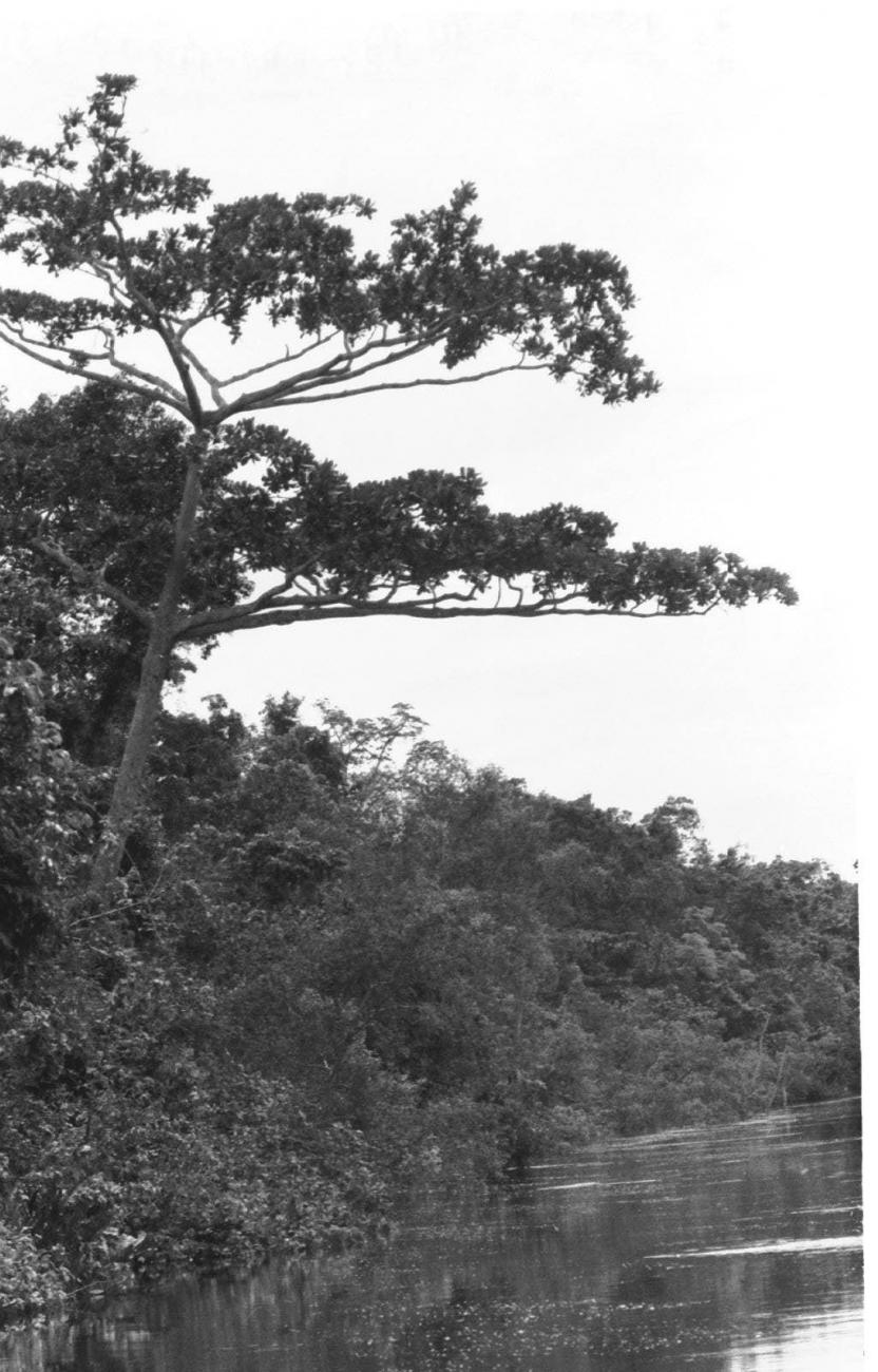 BD/133/48 - 
Trip Merauke-Kapi: vegetation
