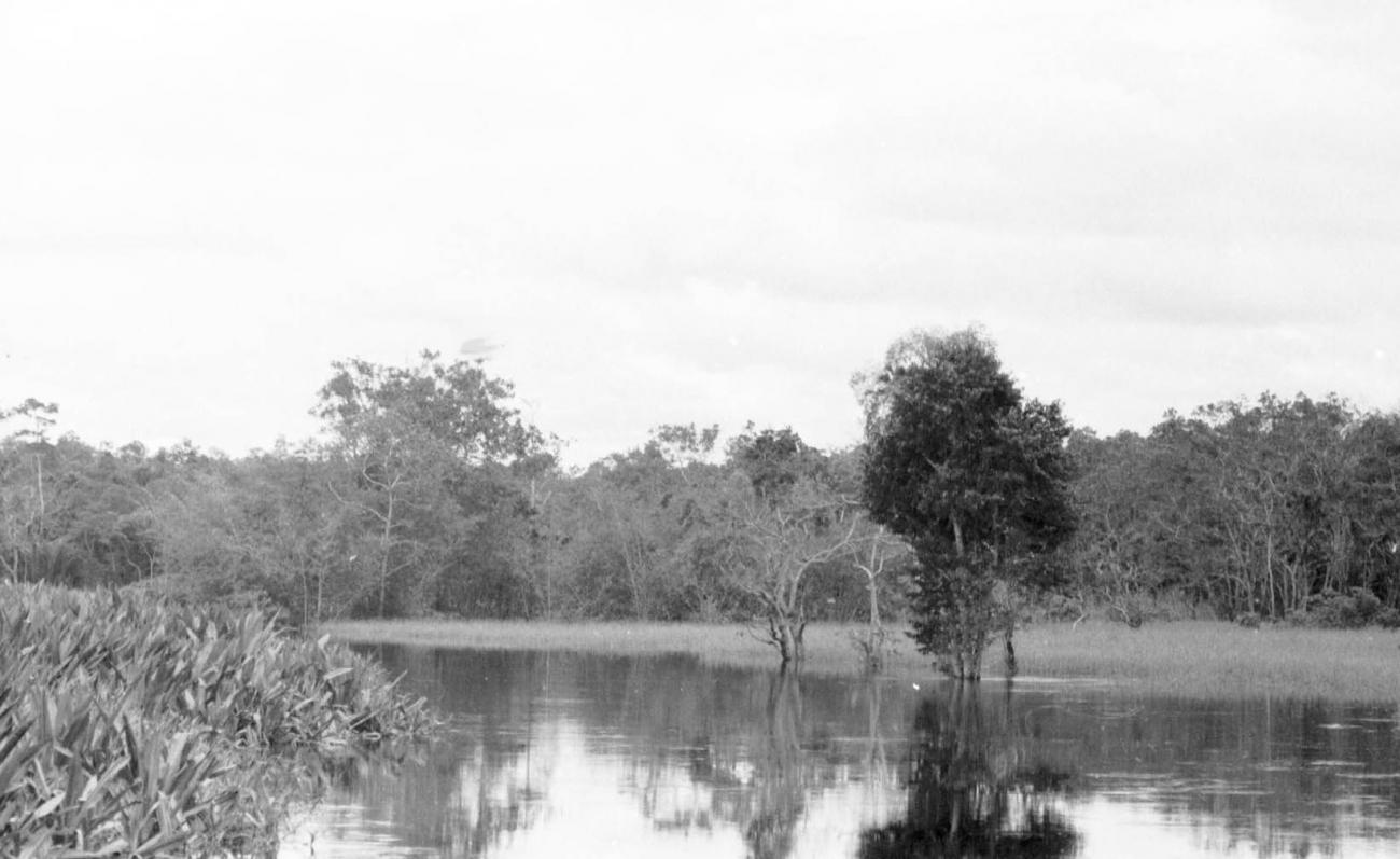 BD/133/60 - 
Trip Merauke-Kapi: View on the river
