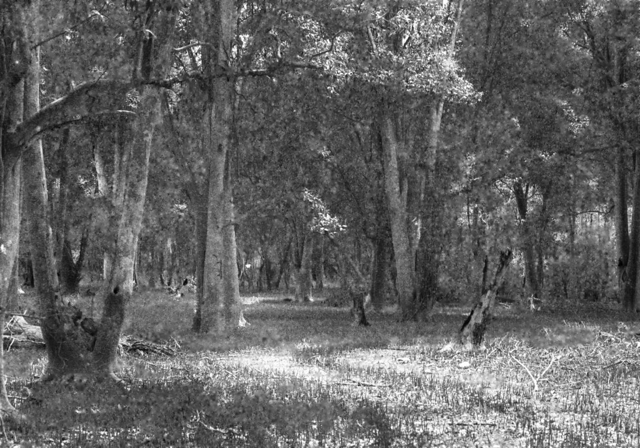 BD/133/613 - 
Landschapsopname van het bos
