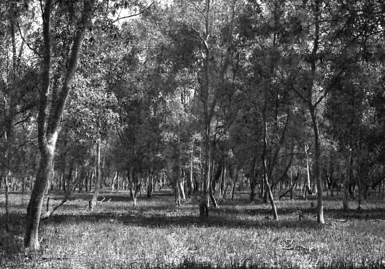 BD/133/615 - 
Landschapsopname van het bos
