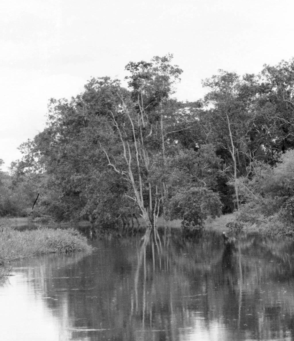 BD/133/63 - 
Tocht Merauke-Kapi: Opname van de Merauke-rivier
