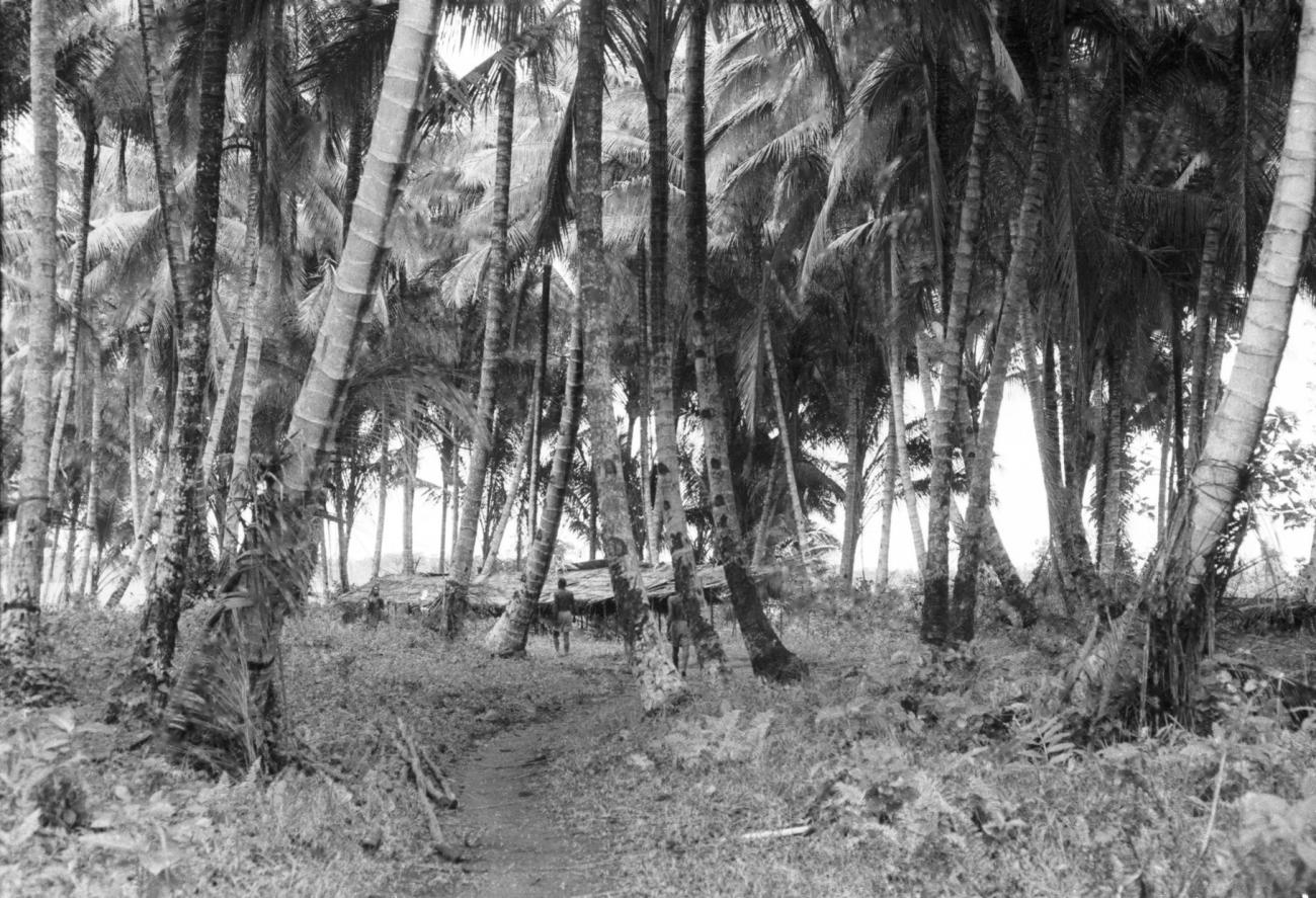 BD/133/656 - 
Landschap met palmbomen en hutten/nederzetting op de achtegrond
