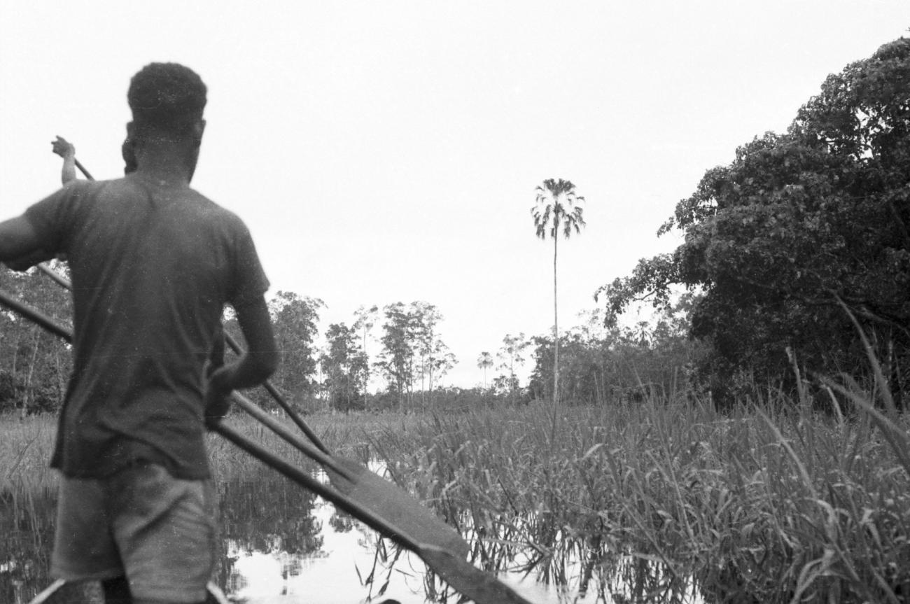 BD/133/672 - 
Zicht op rivier en riet vanuit prauw, Papoea-mannen met peddels op de voorgrond
