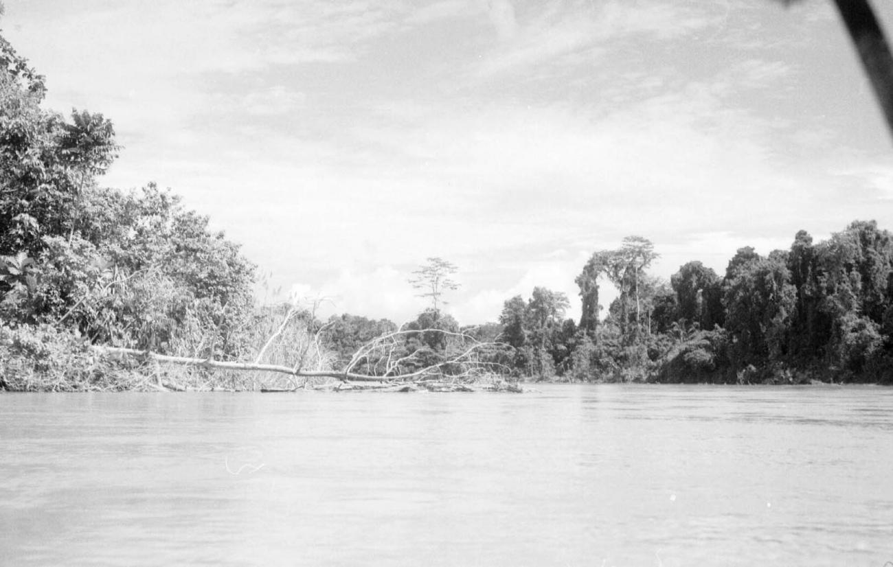 BD/133/79 - 
Sarmi-Hollandia: River with a fallen tree
