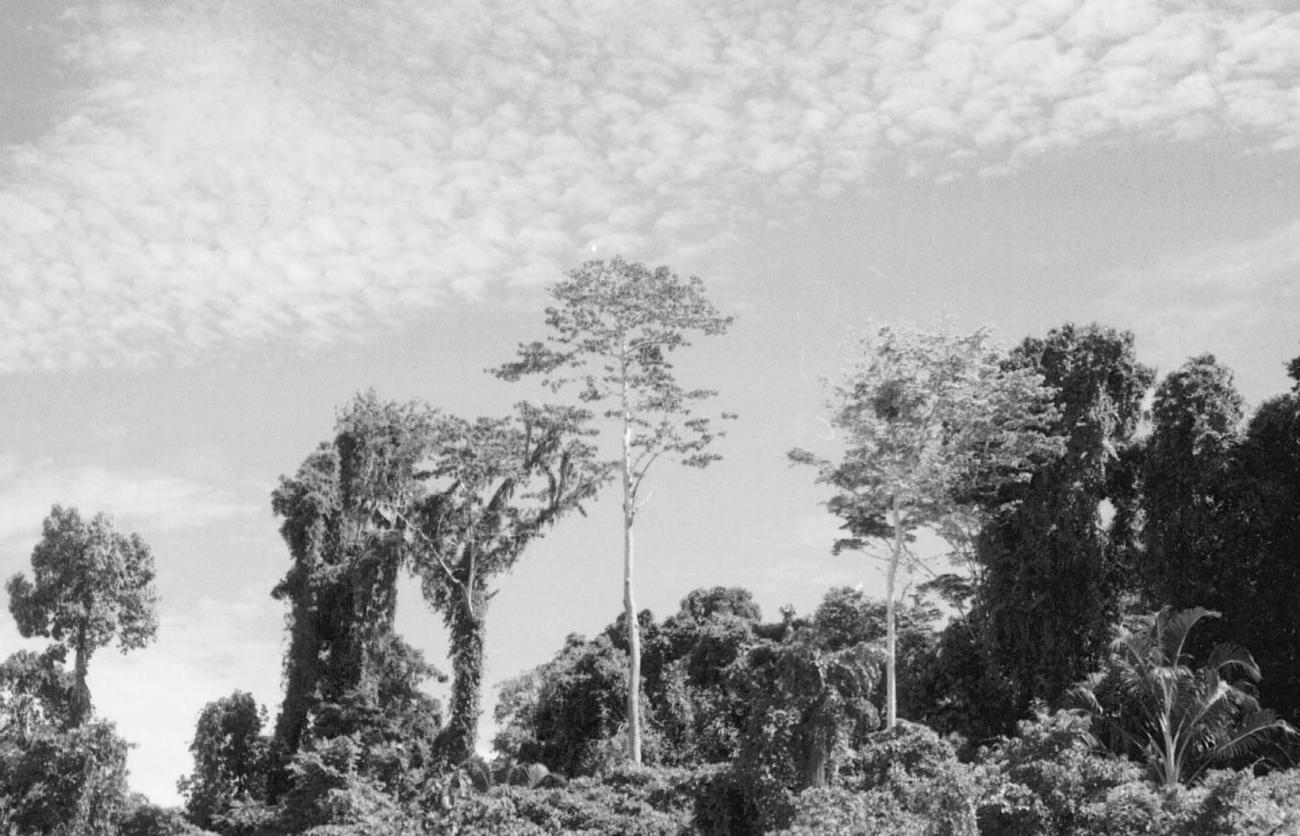 BD/133/80 - 
Sarmi-Hollandia: Bomen langs de oever
