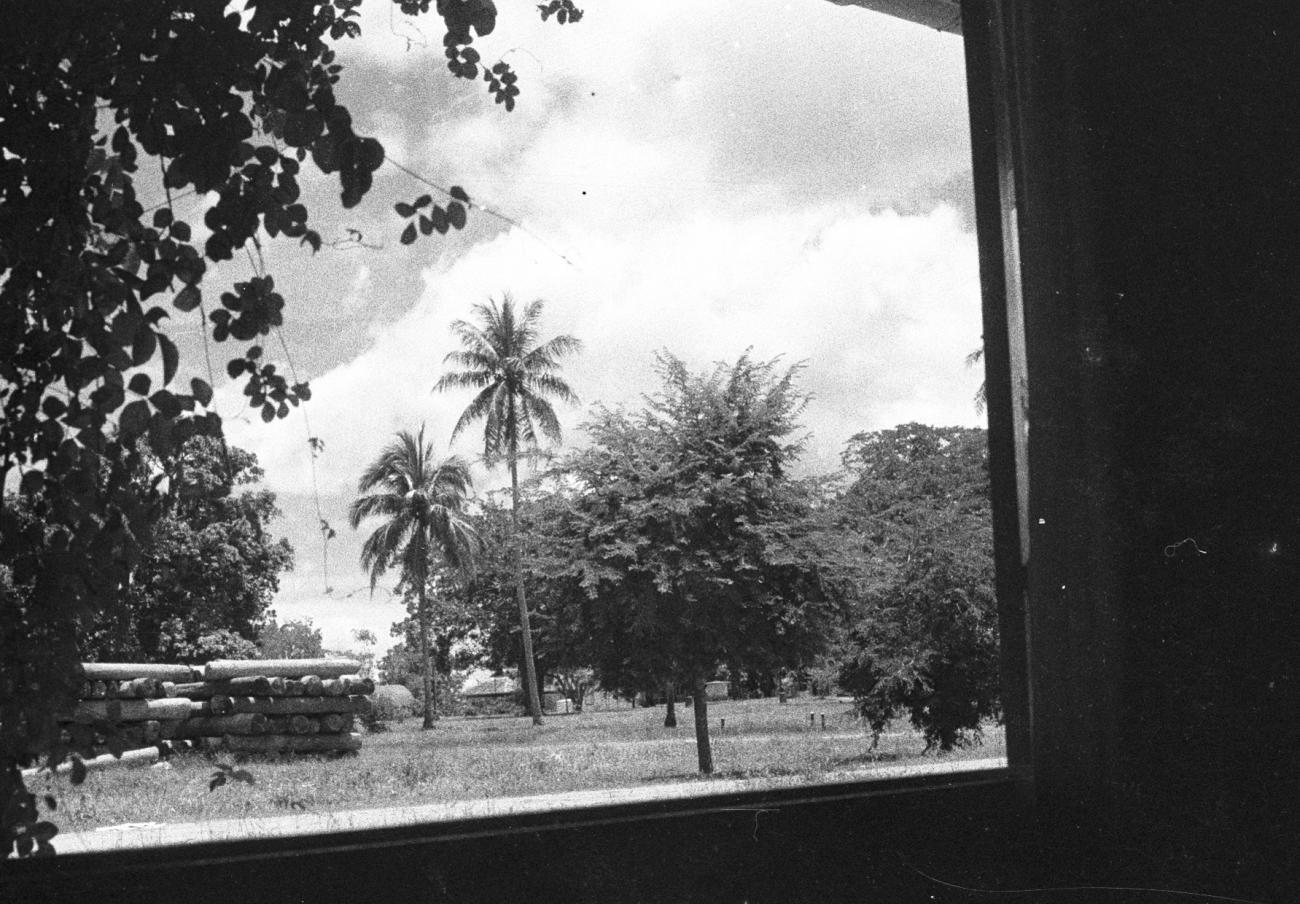 BD/133/814 - 
Blik door huisraam op palmbomen
