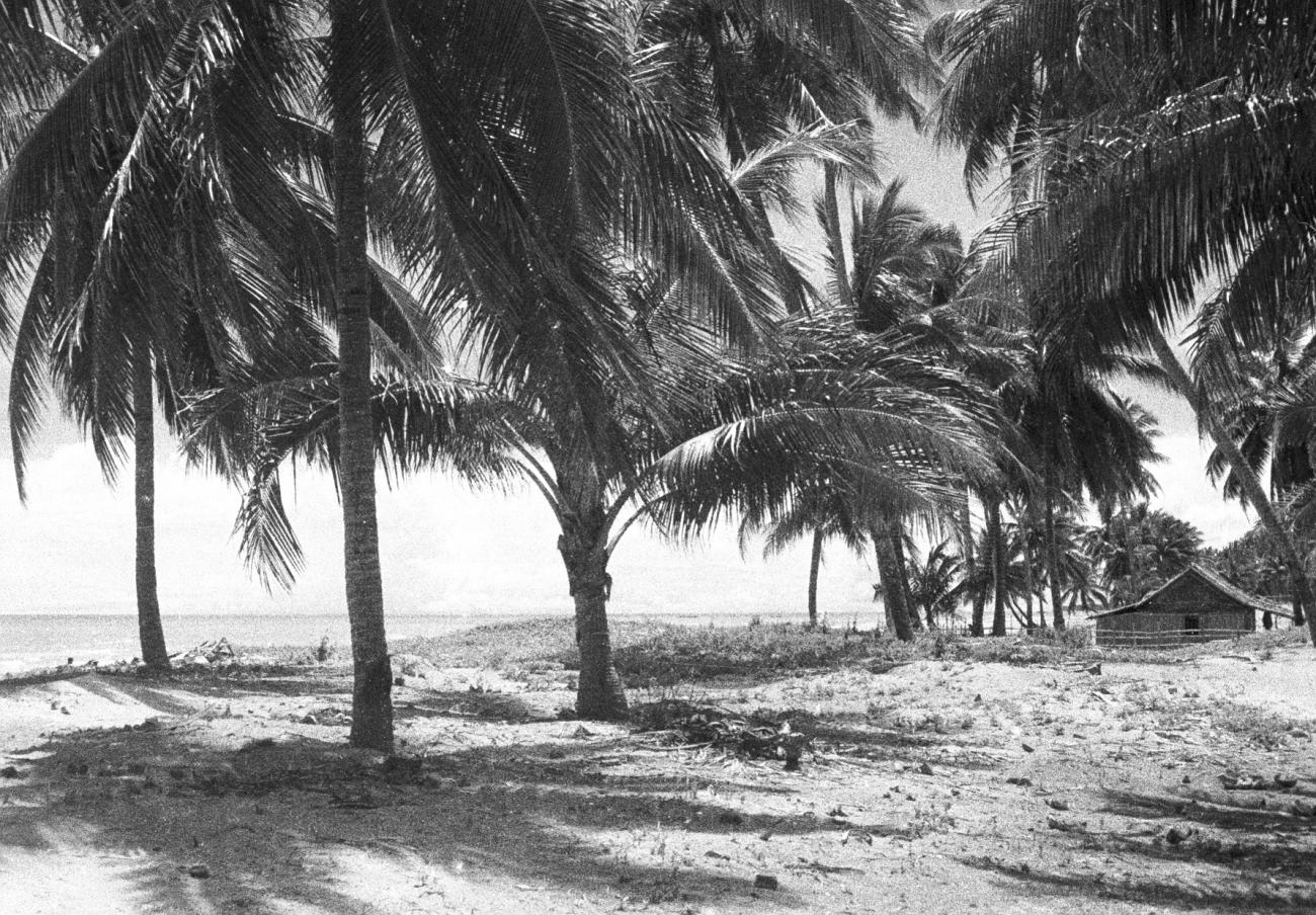 BD/133/817 - 
Huis tussen palmbomen aan het strand
