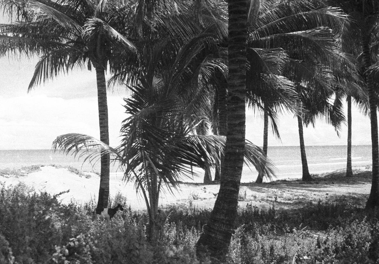 BD/133/818 - 
Zicht op zee en strand, met palmbomen en een geit
