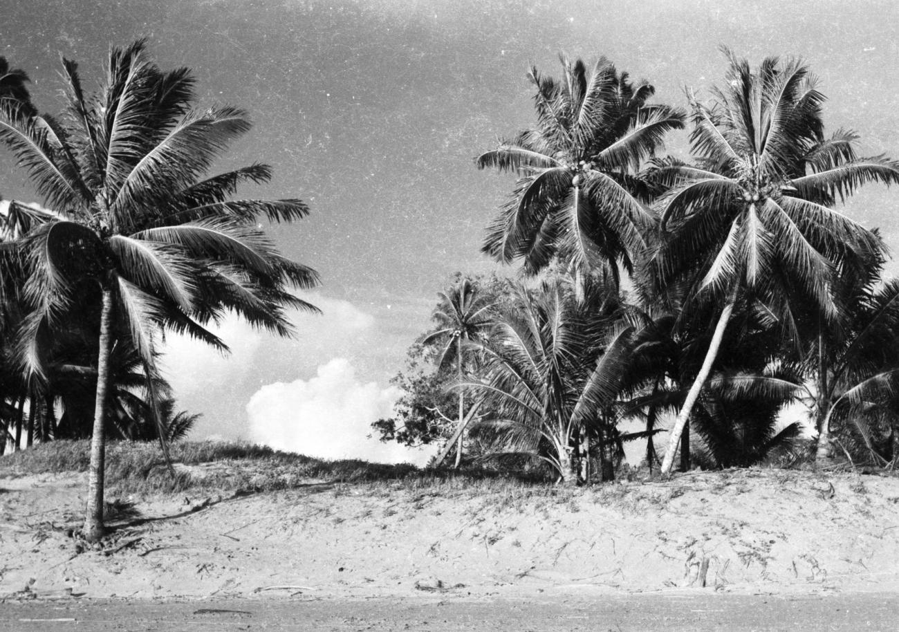 BD/133/828 - 
Kust met palmbomen
