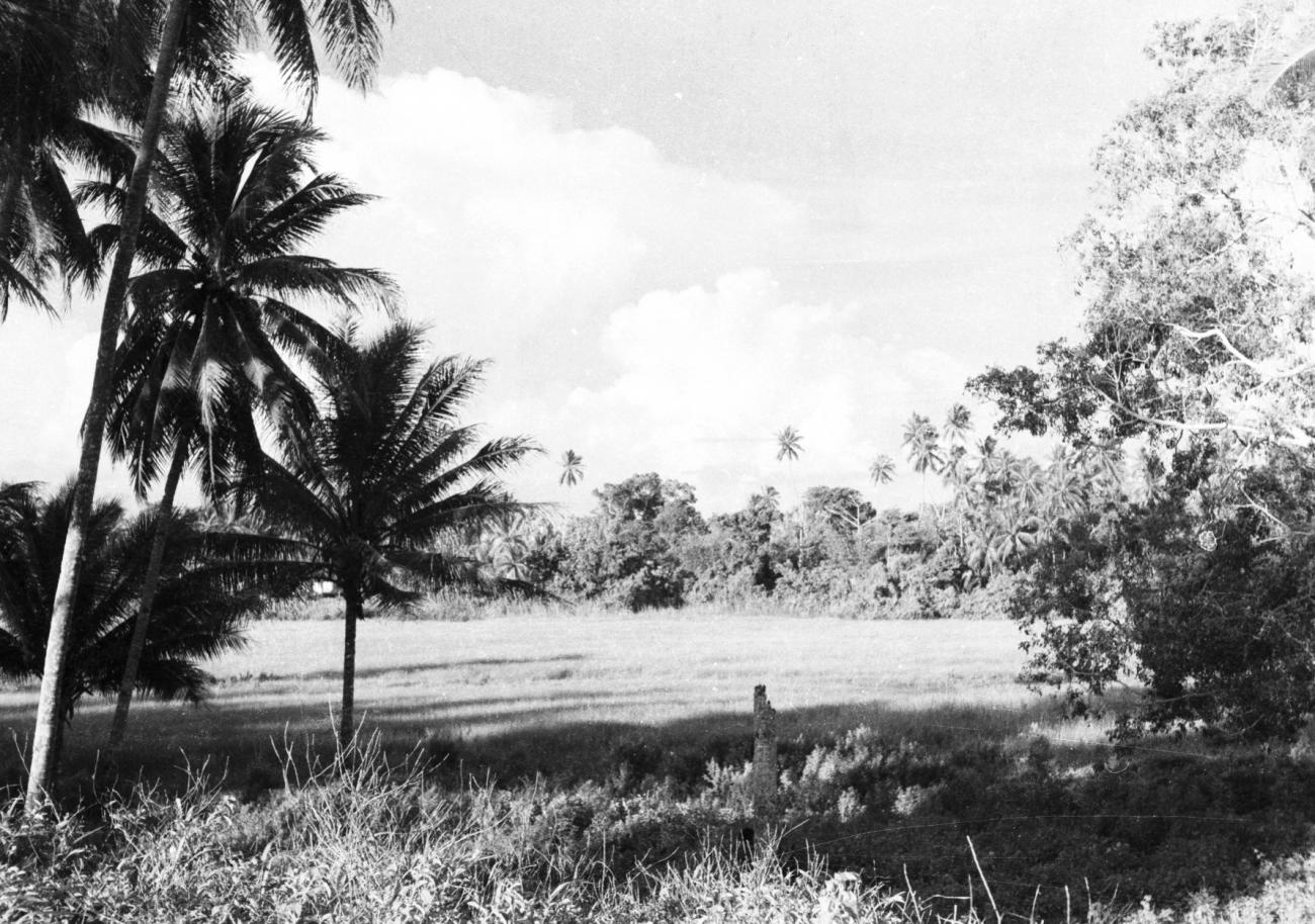 BD/133/829 - 
Landschap met palmbomen
