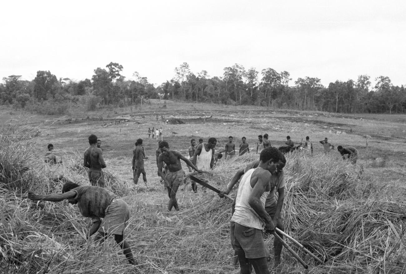 BD/133/869 - 
Groep Papoea-mannen aan het rietsnijden op de rivieroever
