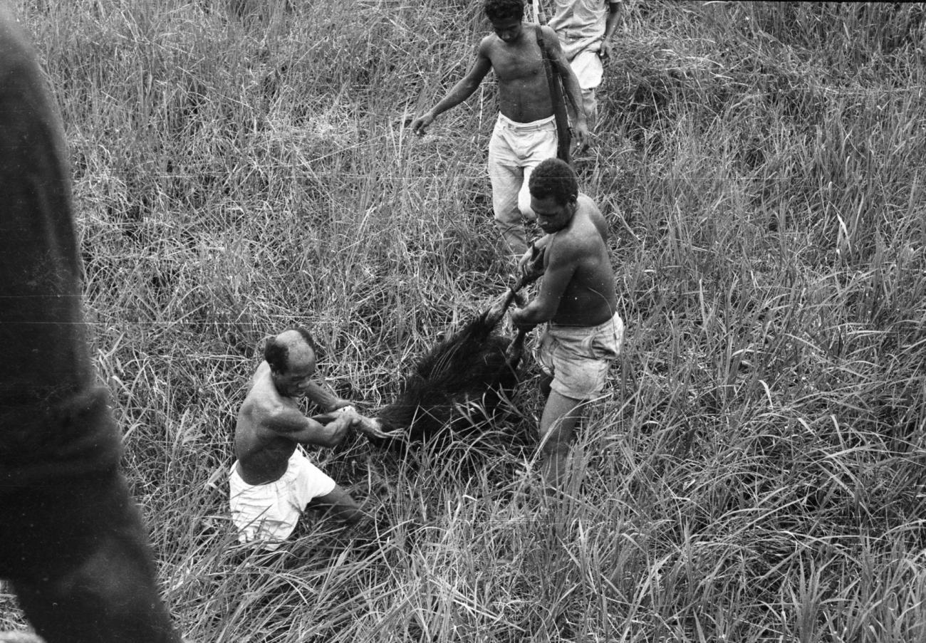 BD/133/884 - 
Papoea&#039;s slepen met een dode casuaris
