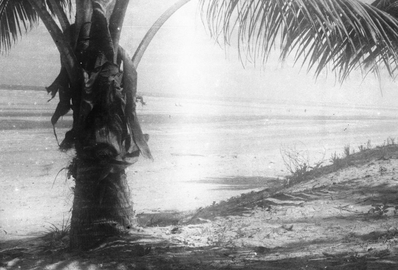 BD/133/924 - 
Zeezicht met palmboom
