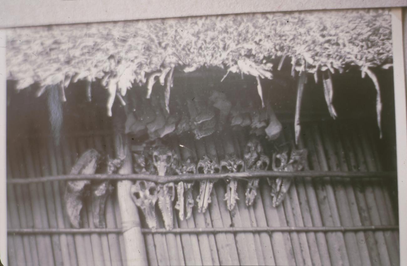 BD/145/271 - 
Casuarisschedels en -botten tegen wand hut
