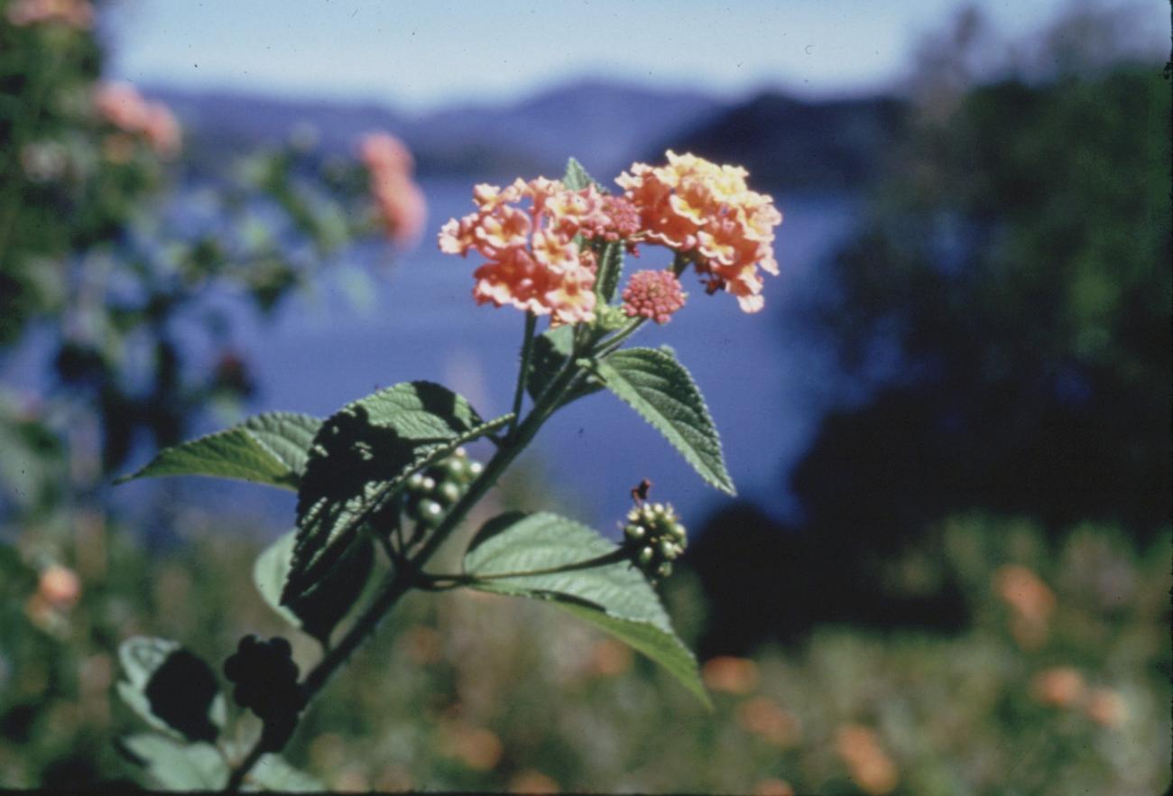 BD/285/47 - 
Een bloeiende plant
