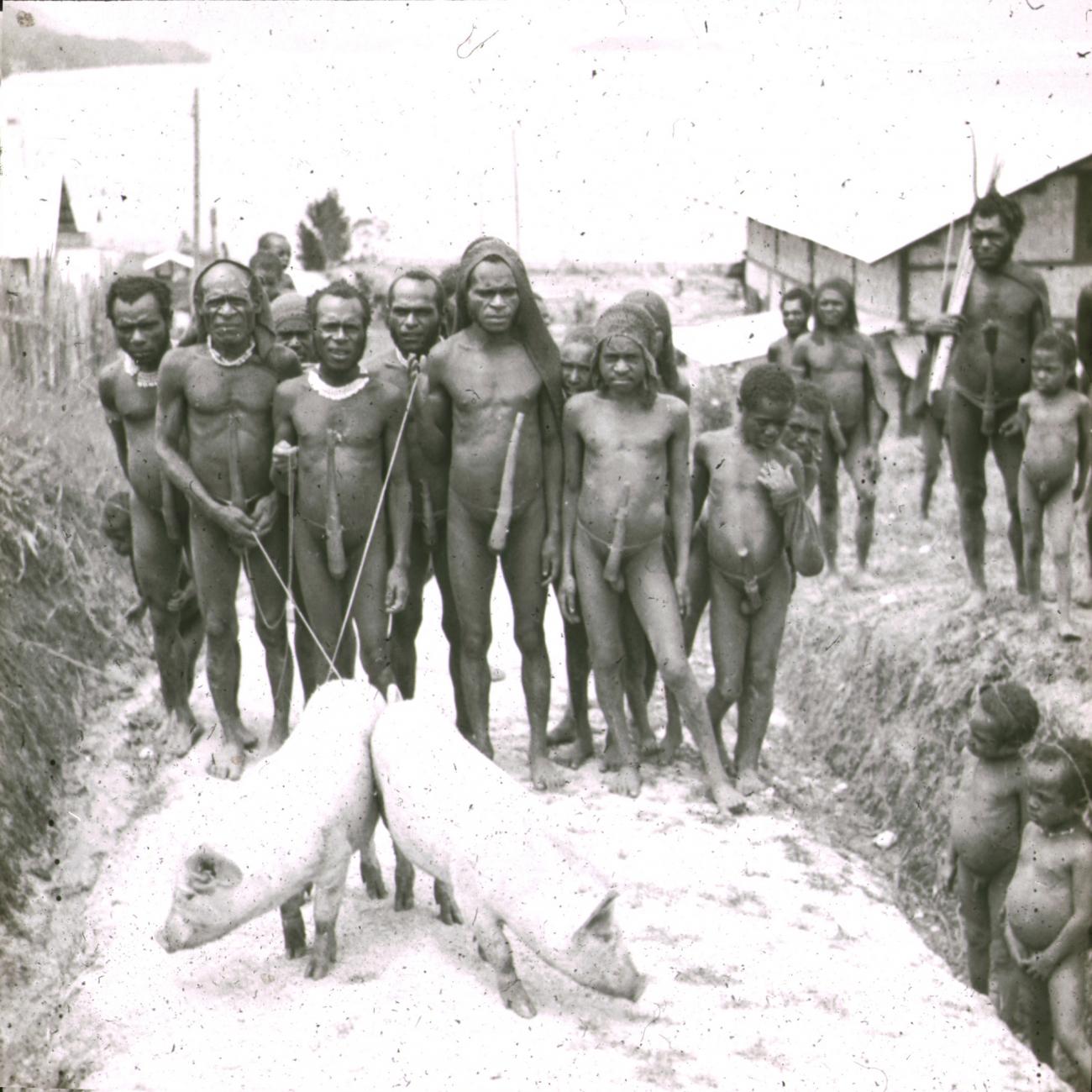 BD/329/34 - 
Papoea-mannen, drijfstokken in de hand, poseren met twee (tamme) varkens
