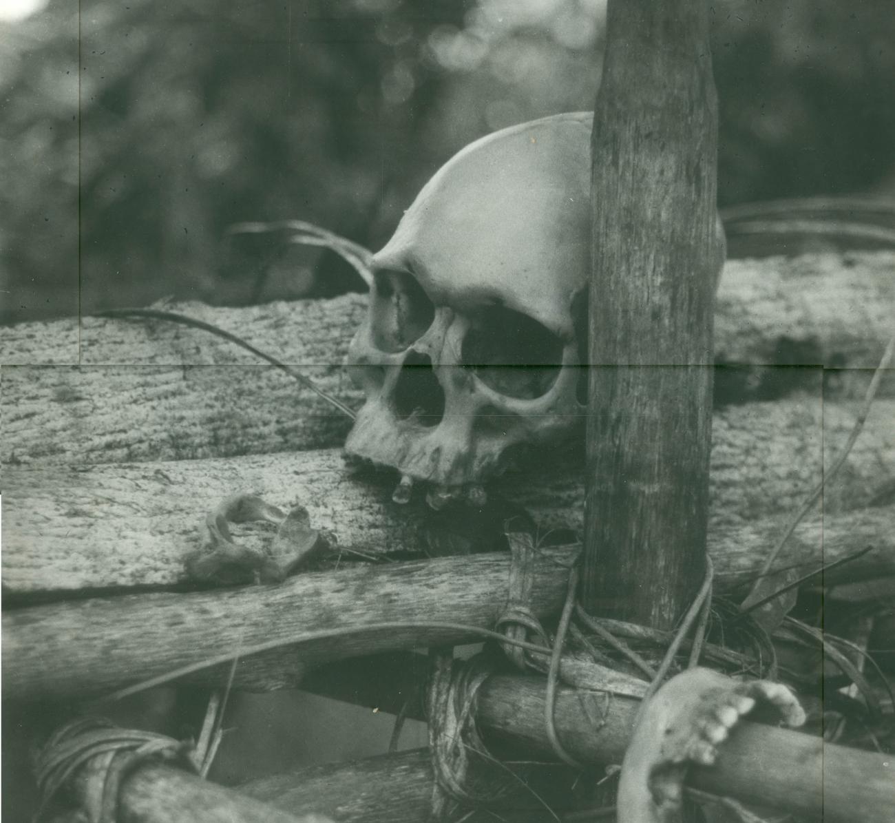 BD/40/84 - 
Skull
