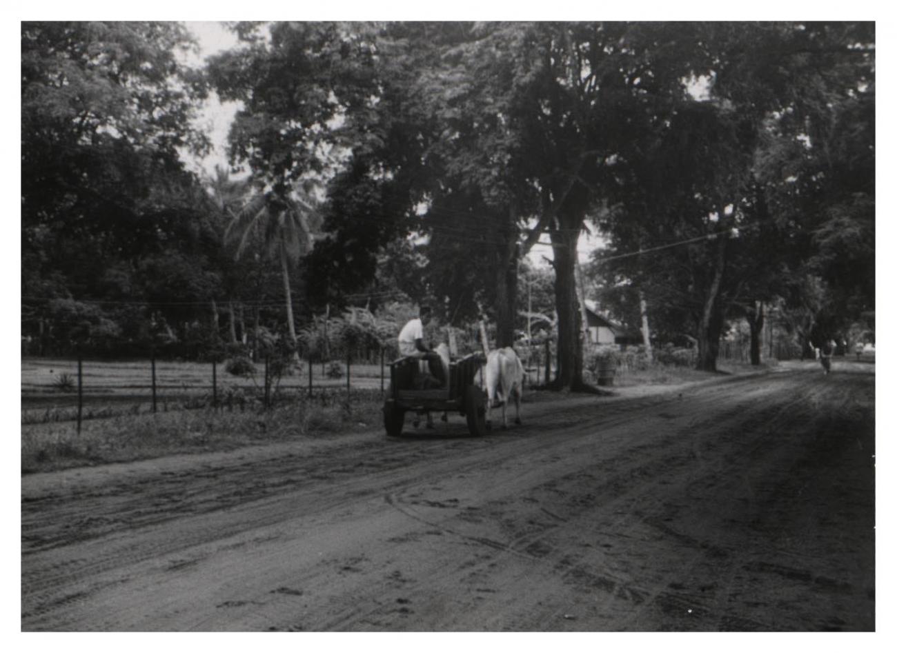 BD/54/41 - 
Merauke, unpaved road with cart
