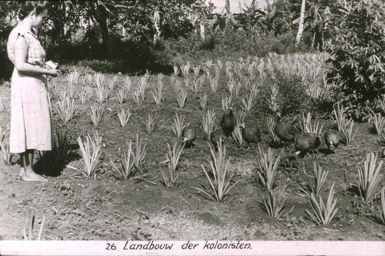 BD/186/101 - 
Landbouw der kolonisten
