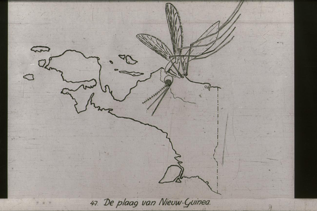 BD/186/114 - 
Plaag van Nieuw-Guinea: de mug
