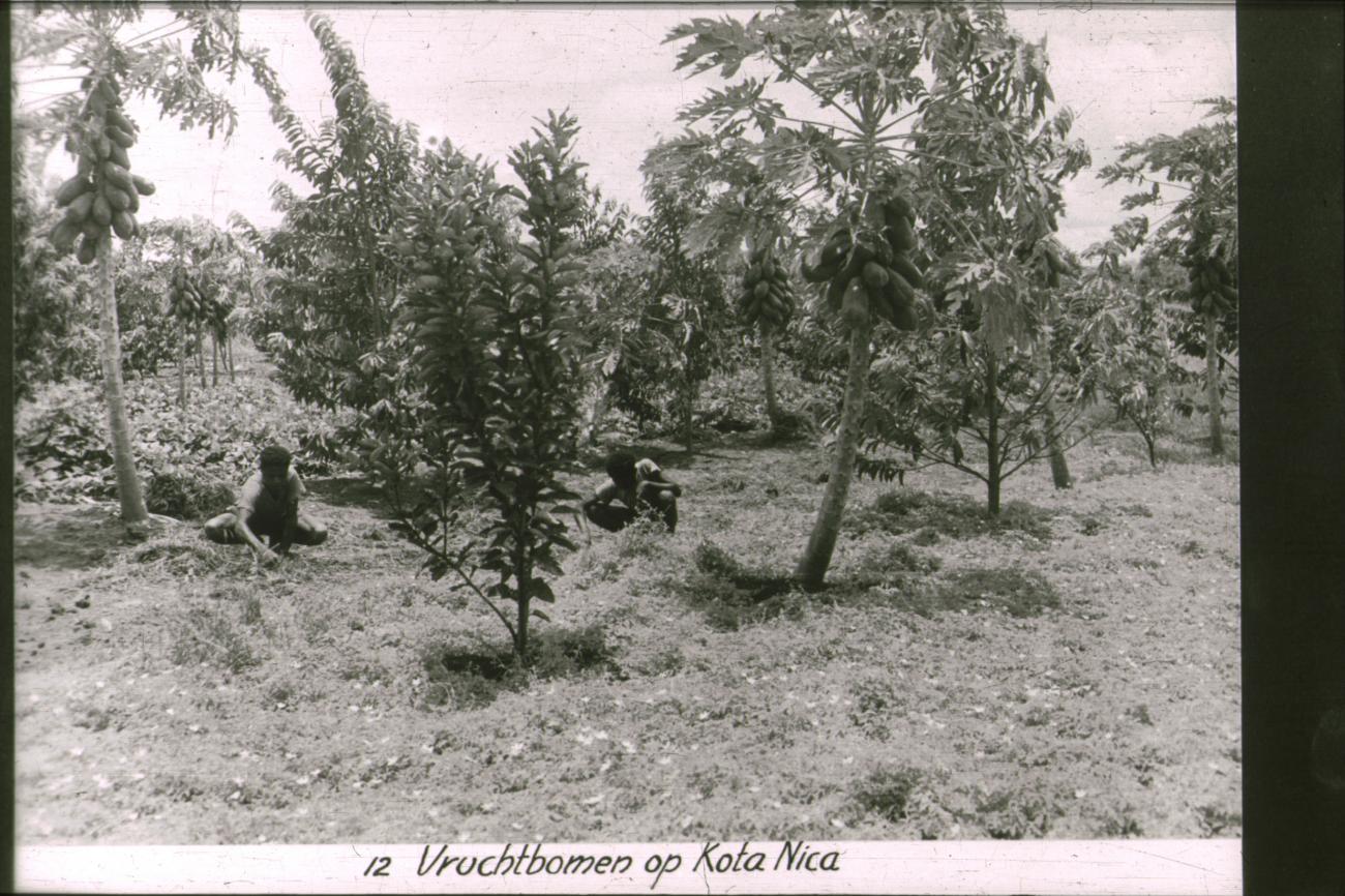 BD/186/29 - 
Vruchtbomen op Kota Nica
