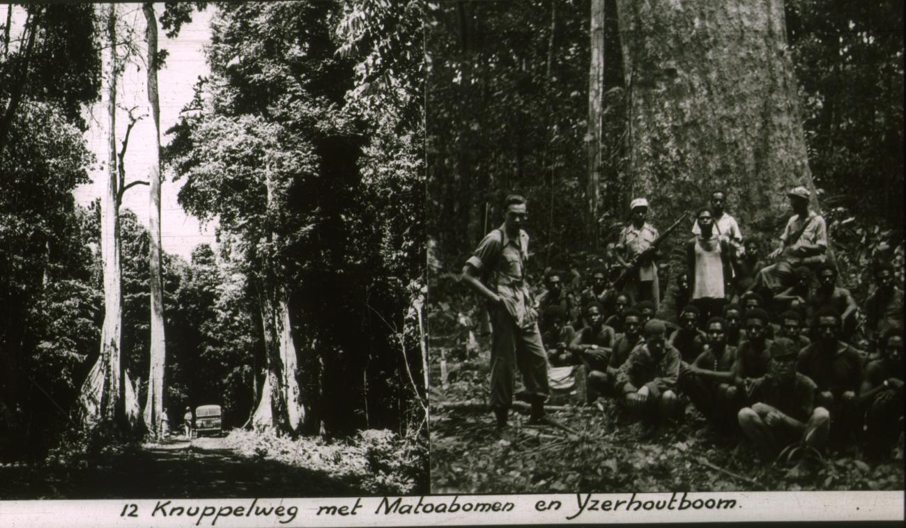 BD/186/79 - 
Knuppelweg met Matoabomen en groep arbeiders en bewakers voor IJzerhoutboom
