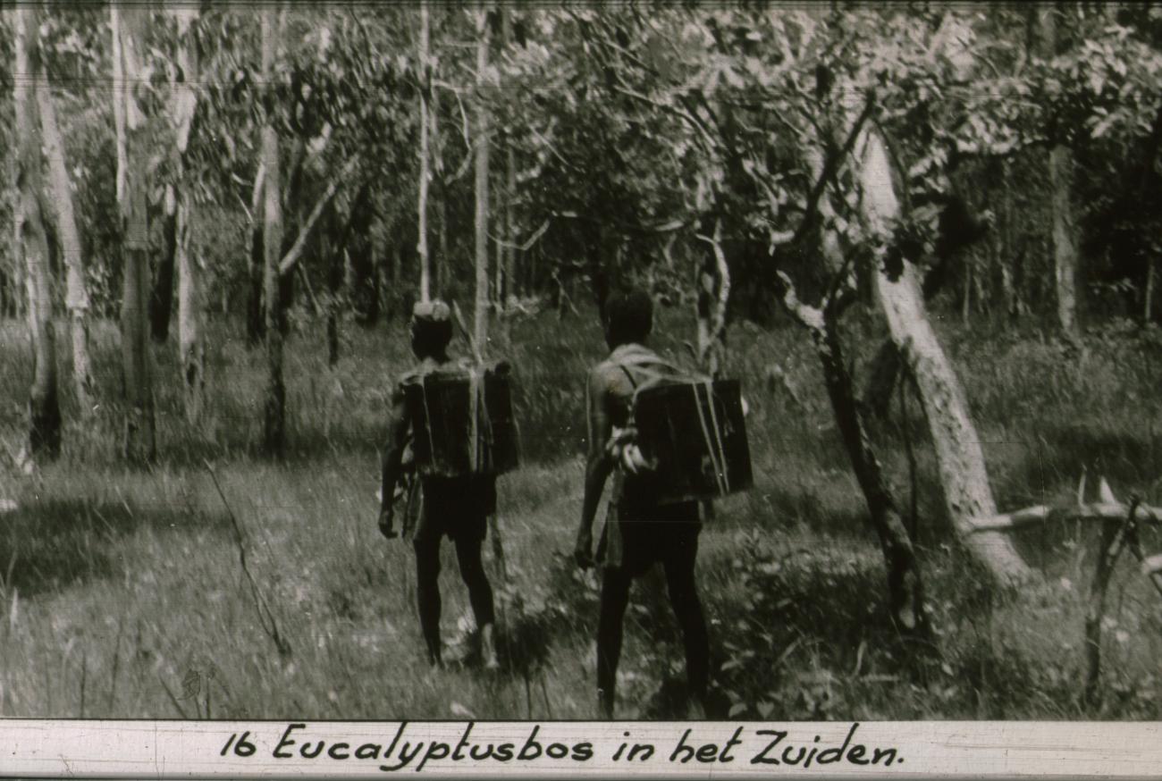 BD/186/85 - 
Eucalyptusbos in het zuiden, twee mannen met bepakking
