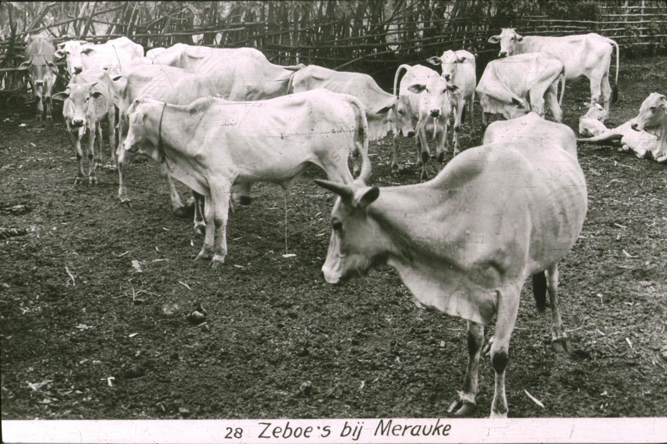 BD/186/86 - 
Zeboe&#039;s bij Merauke
