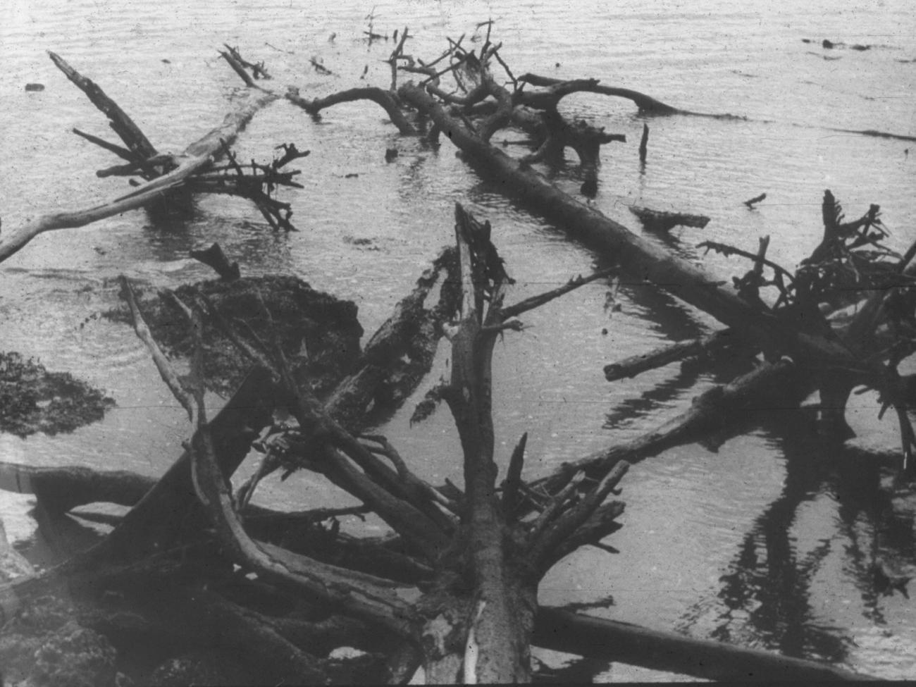 BD/216/109 - 
Omgevallen bomen aan de rivieroever
