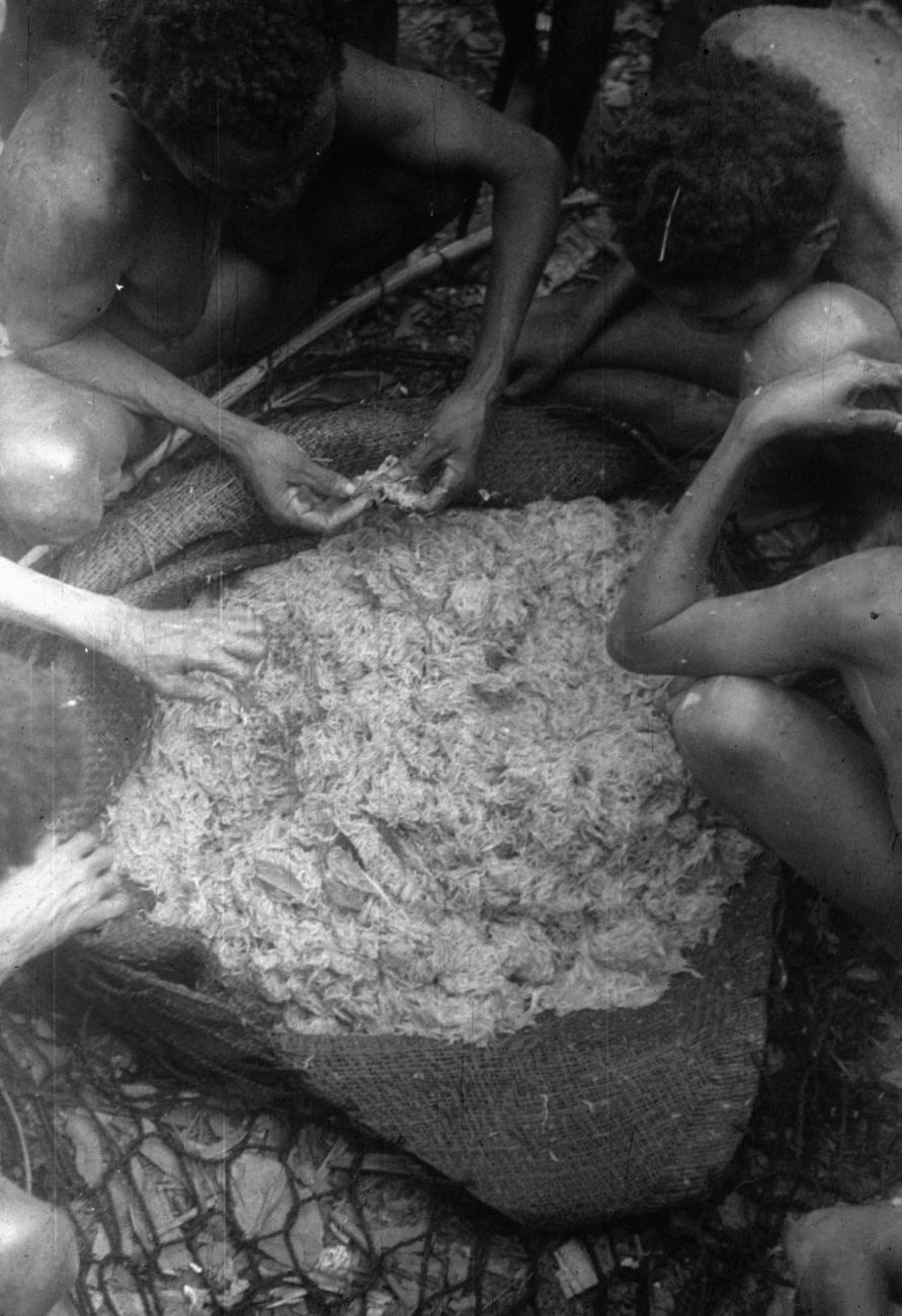 BD/216/39 - 
Vrouwen uit de Asmat bezig met verwerking van sagovezel
