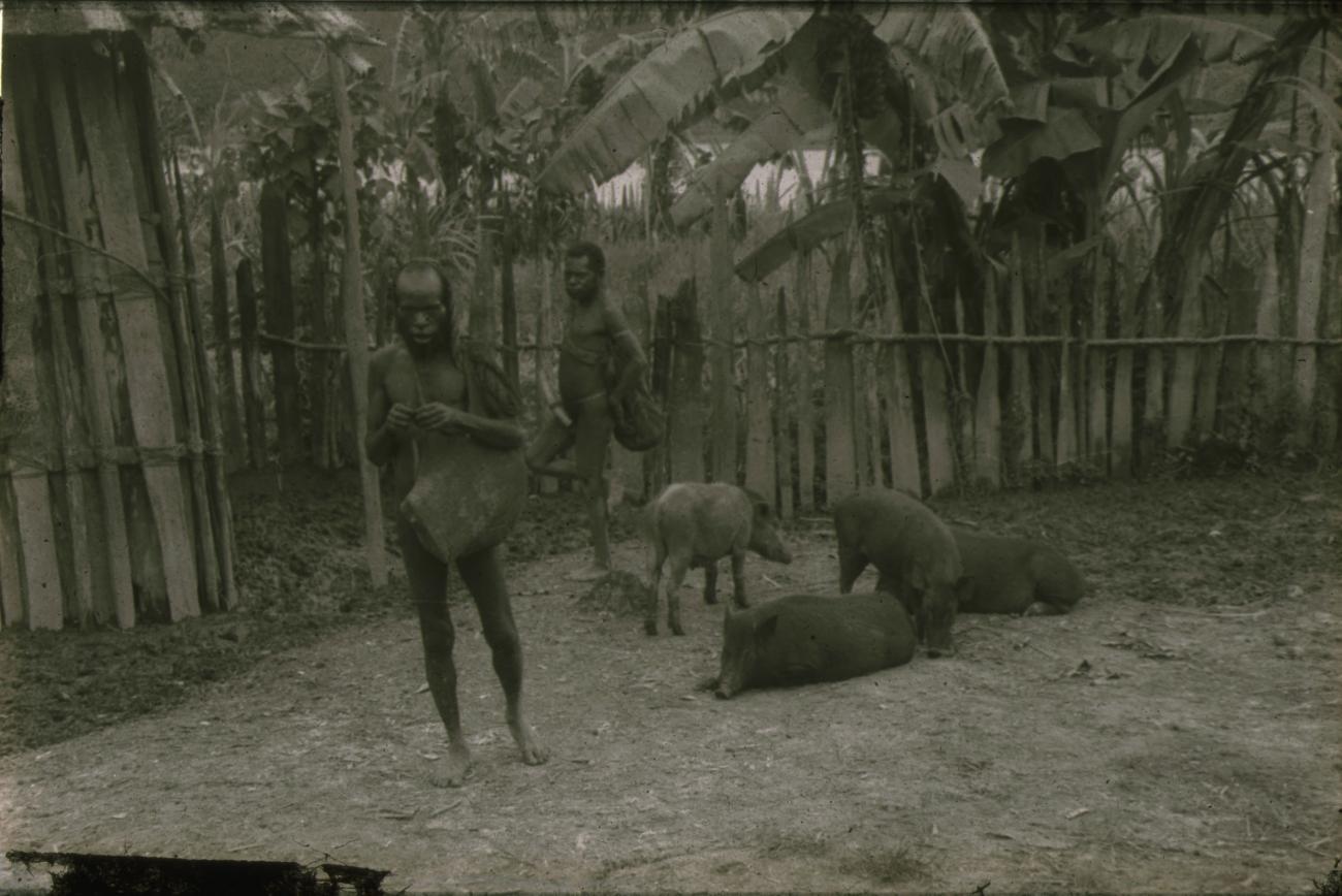 BD/248/11 - 
Ekari&#039;s en varkens voor een omheining
