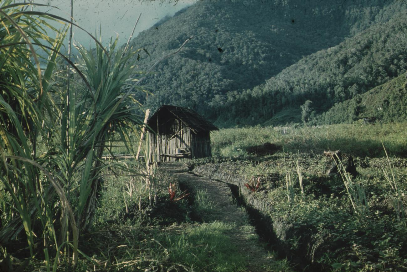 BD/248/3 - 
Een kleine hut bij een irrigatiekanaal
