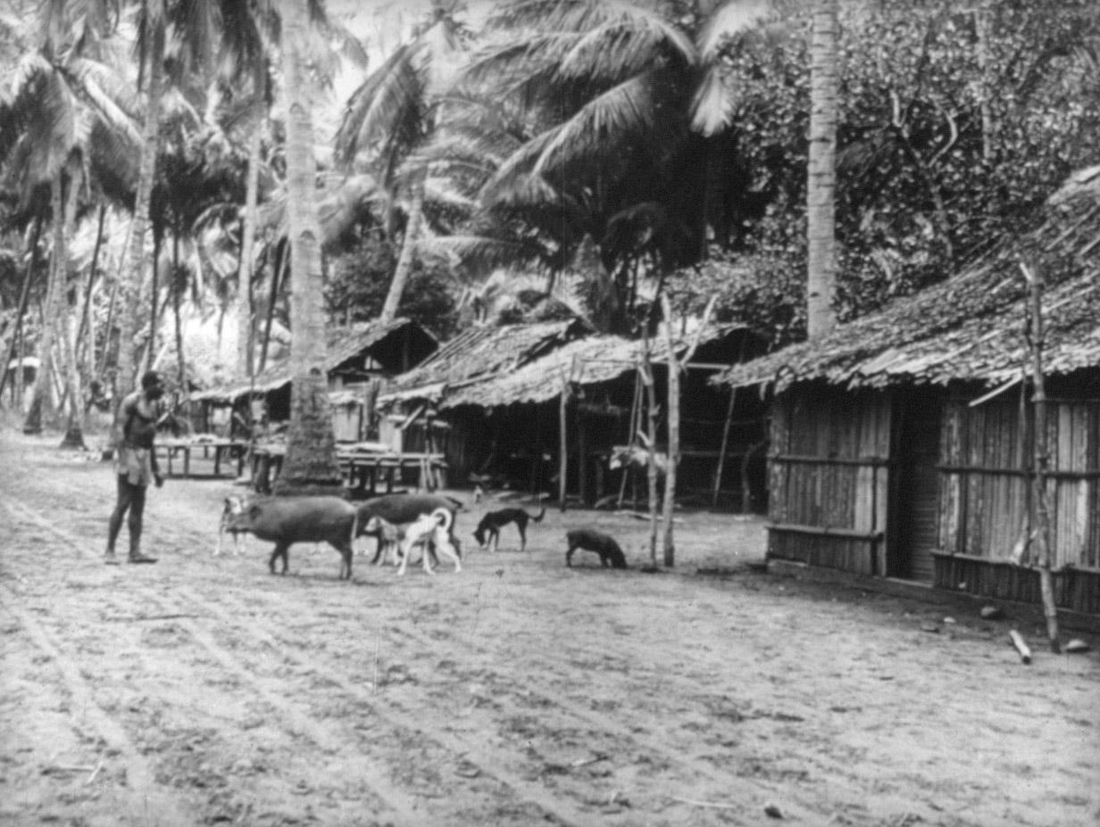 BD/285/109 - 
Scharrelende varkens en honden in dorp
