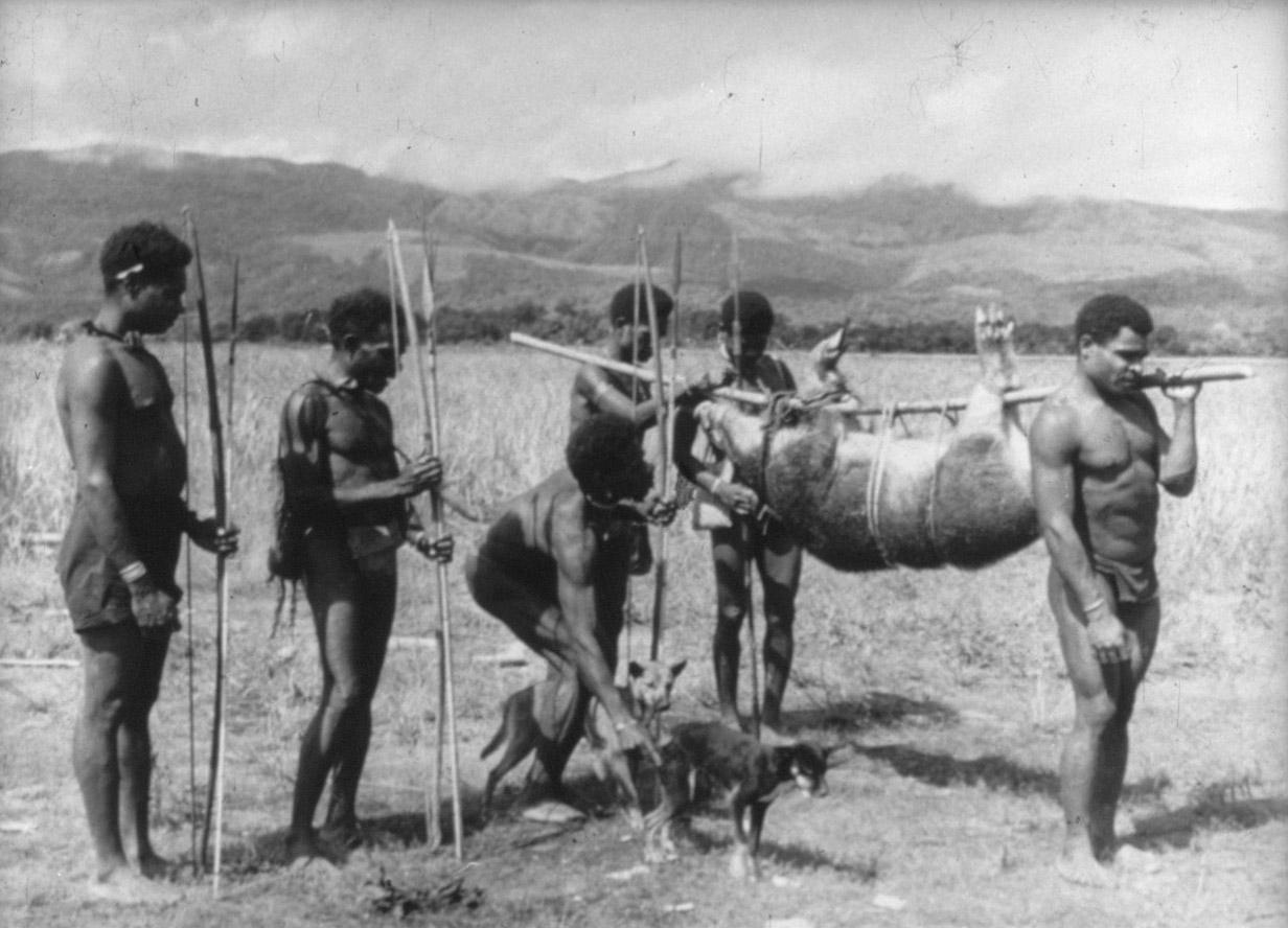 BD/285/114 - 
Papoea&#039;s met gedood wild zwijn
