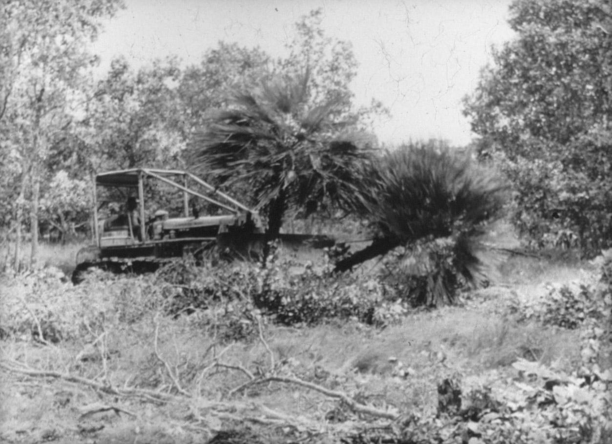 BD/285/189 - 
Omhalen van bomen met behulp van een bulldozer
