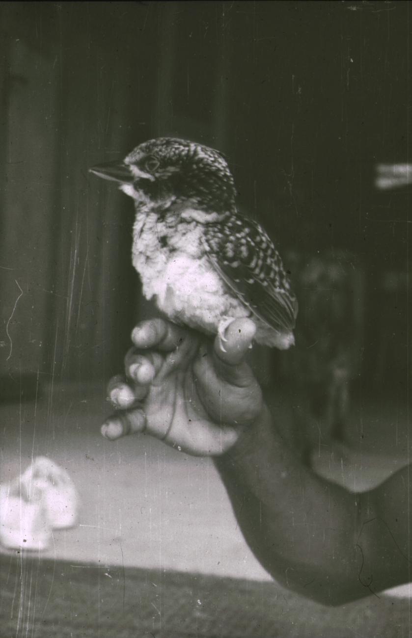 BD/309/178 - 
Vogel op een kinderhand
