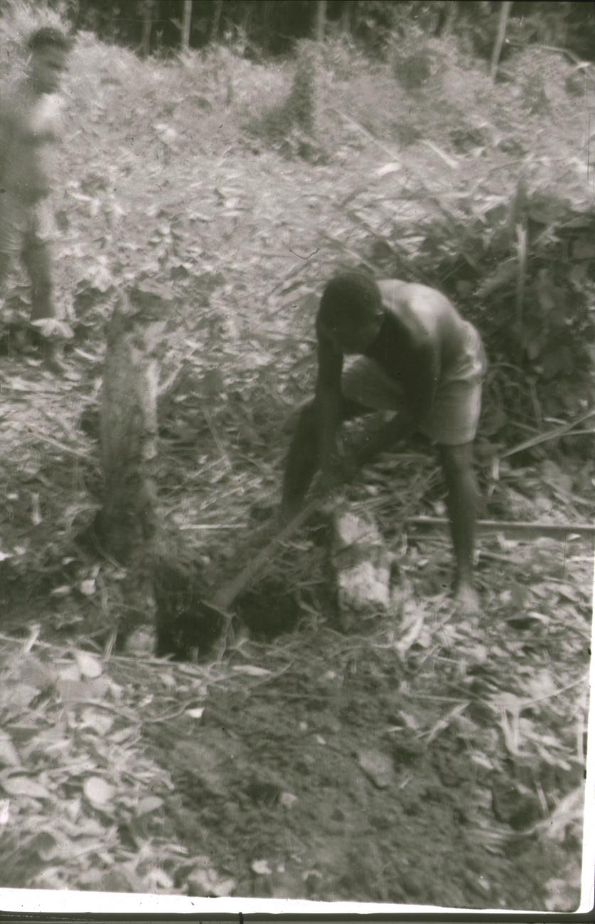 BD/309/297 - 
Het uithakken van een boomstronk ten behoeve van akkerbouw 
