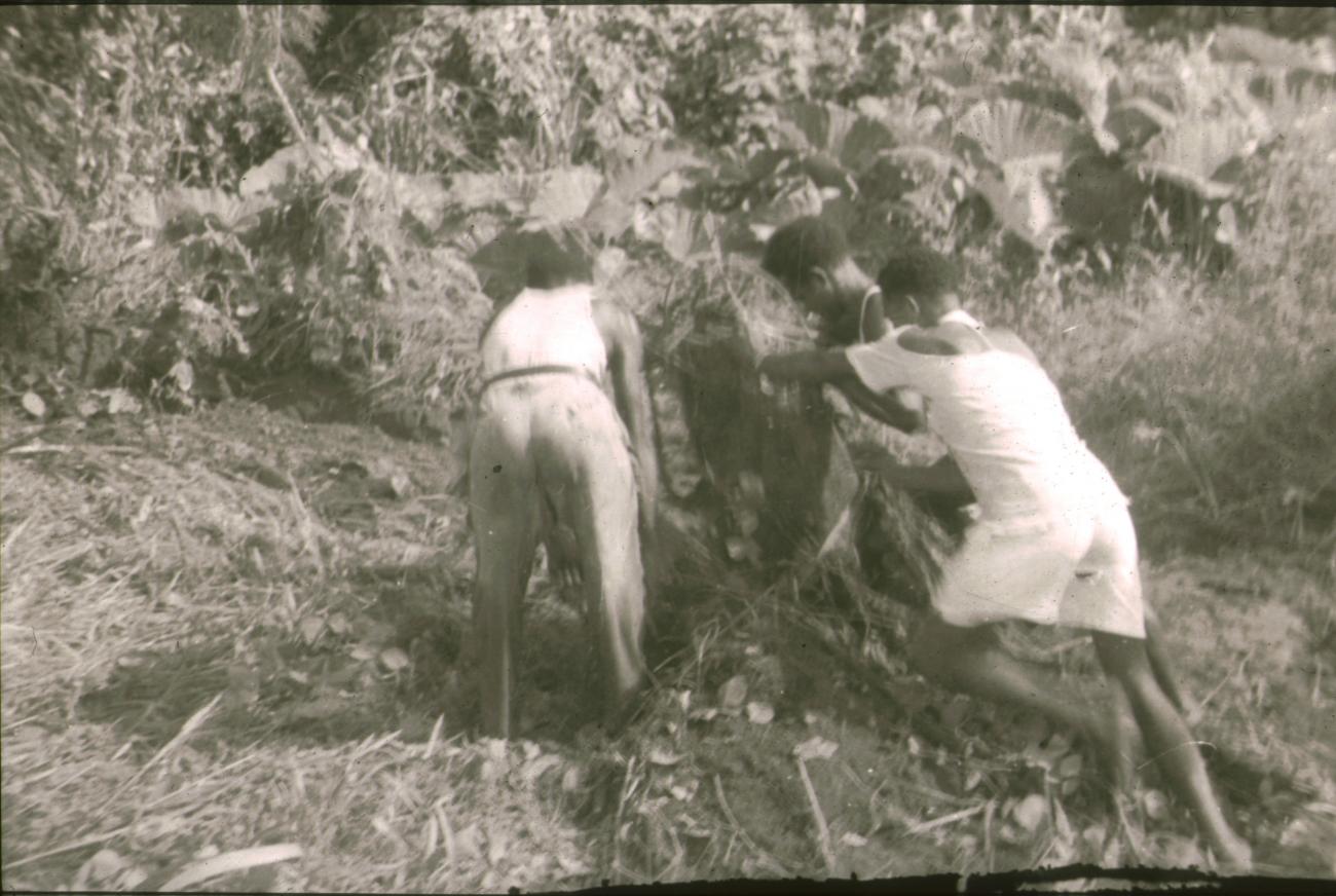 BD/309/298 - 
Het uithakken van een boomstronk ten behoeve van akkerbouw 
